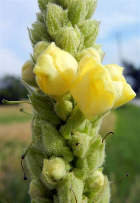 Mullein Leaf Tea: Health Benefits And Side Effects | Just Tea