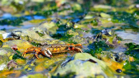 Red shore crab (Carcinus maenus) in its natural habitat on the coast of ...