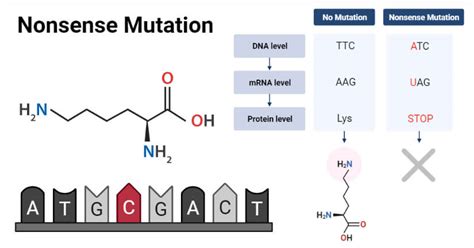 Nonsense Mutation- Definition, Causes, Mechanism, Applications, Examples