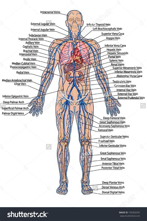 Human Body System Diagram Labeled : Diagram Skeleton Human Unlabeled Printable Labeled Labeling ...