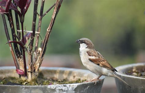 Free stock photo of #Indian #Sparrow #Bird #Wild