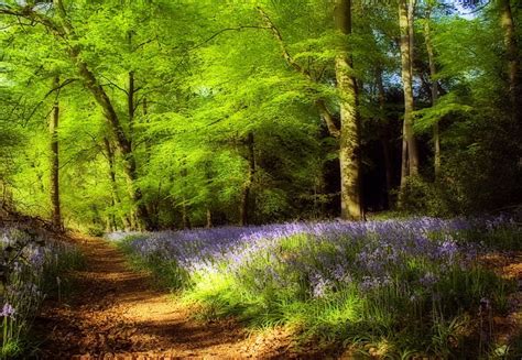 Bluebell forest, path, forest, spring, bluebells, HD wallpaper | Peakpx