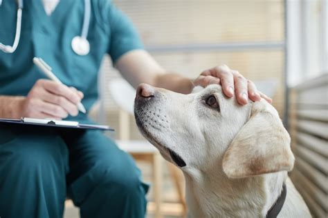 Dog Pneumonia | PetMD