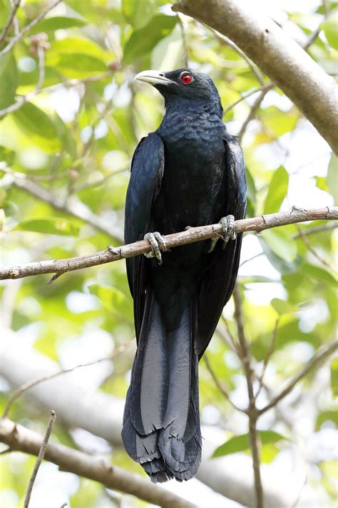 Asian Koel | Bubo Birding