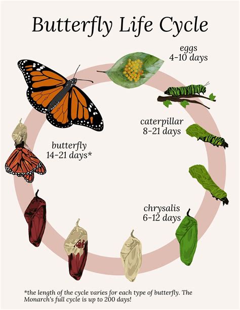 the life cycle of a butterfly