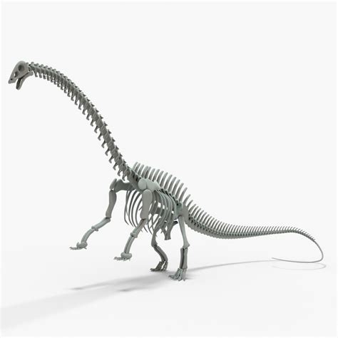 Brontosaurus Rigged Skeleton 3D model - TurboSquid 2122328