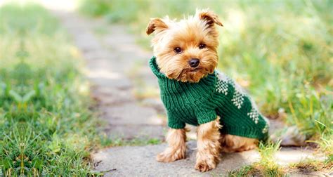 Should Dogs Have And Wear Clothes? - PetlifeCA