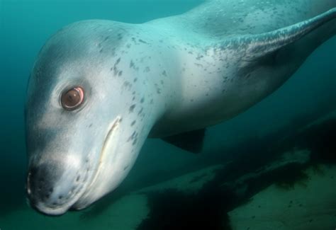 Diving in Antarctica - Underwater Photography Guide