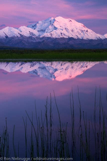 Denali Photos - Pictures and Photos of Denali | Photos by Ron Niebrugge