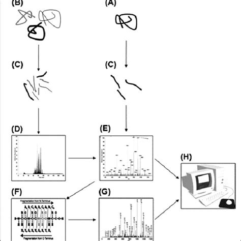 Protein microarray assay formats. (A) and (B) represent a forward-phase ...