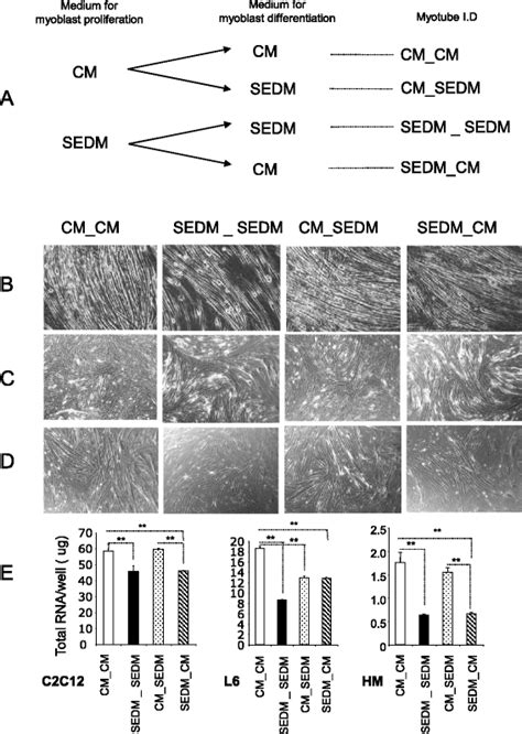 Removing EVs from culture medium sera affect myoblast differentiation ...