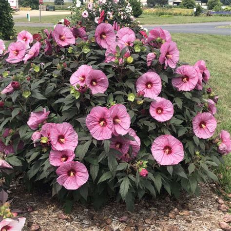 Perennial Hibiscus Care Tips Sargent's Nursery | vlr.eng.br