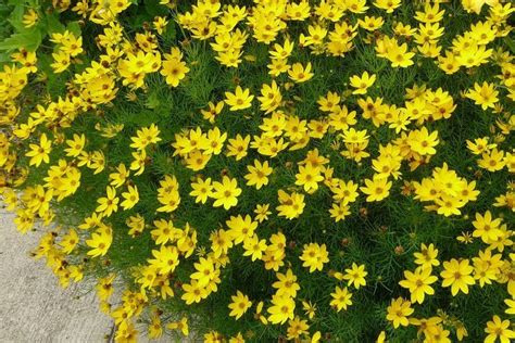 Moonbeam coreopsis is a long-blooming perennial with brightly colored flowers th... | Long ...