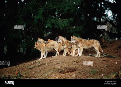 Gray wolf - pack / Canis lupus Stock Photo - Alamy