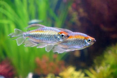 Congo Tetra - The Jewel of Tetras - Better Fishkeeping