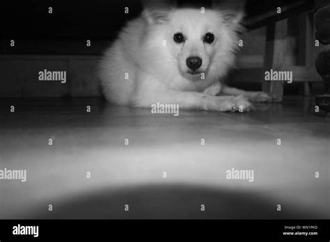 Pomeranian bed bed Black and White Stock Photos & Images - Alamy