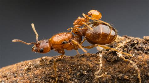 Texas has its own rodeo ant queens | Science News