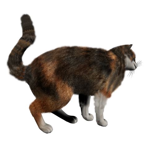 kitten png image, free download picture