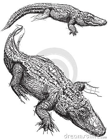 Alligator Sketches Stock Vector - Image: 59957004