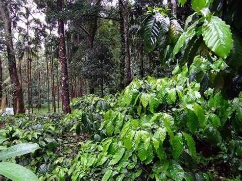 Robusta Coffee Plantation near Gonikoppa - Treebo Blog