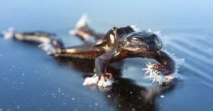 Wood frogs survive Winter by undergoing a freezing and thawing Cycle ...