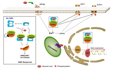 Determination of phytohormones in plant samples – Vproteomics