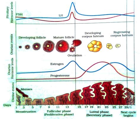 Optimizing Fertility Part III: Analyzing your BBT chart in the luteal phase - Raven and Wren ...