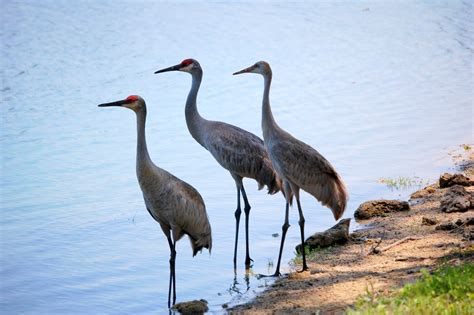 Field Notes and Photos: Sandhill Cranes