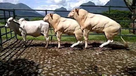 Bulls And Cows Mating