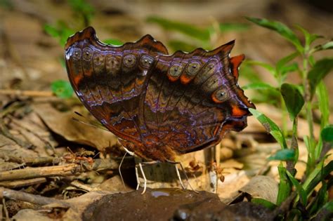 Butterflies and Their Poop Explained (Excess Fluids)