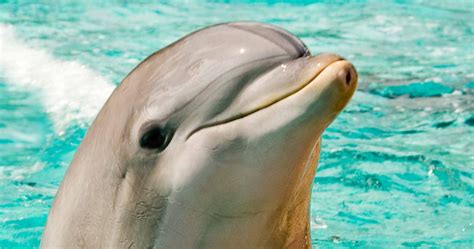 Dolphins Have the Best Skin-Care Routine for Dolphin Skin