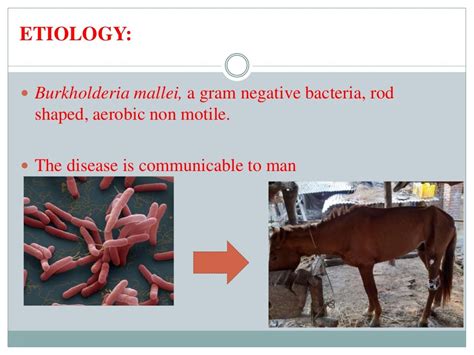 Important Zoonotic disease and its prevention and control By: Dr.Mano…