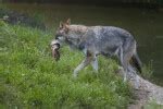 Coyotes | ClipPix ETC: Educational Photos for Students and Teachers