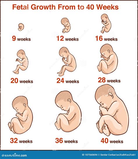 Development Of The Human Embryo. Vector Illustration | CartoonDealer.com #57751886