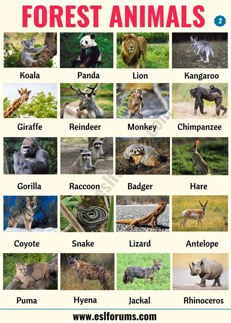 Forest Animals: List of Animals That Live in the Forest with ESL Pictures! - ESL Forums