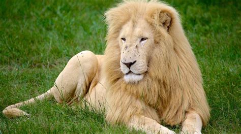 Lion & Safari Park in Greater Johannesburg Metropolitan Area | Expedia ...