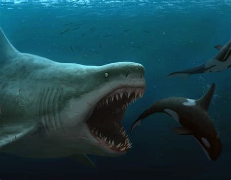 Carcharodon Megalodon on Behance