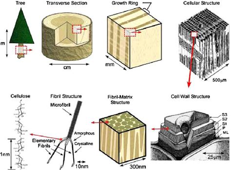 Structure of wood from the tree to the CNCs (after [2]). ML = middle... | Download Scientific ...