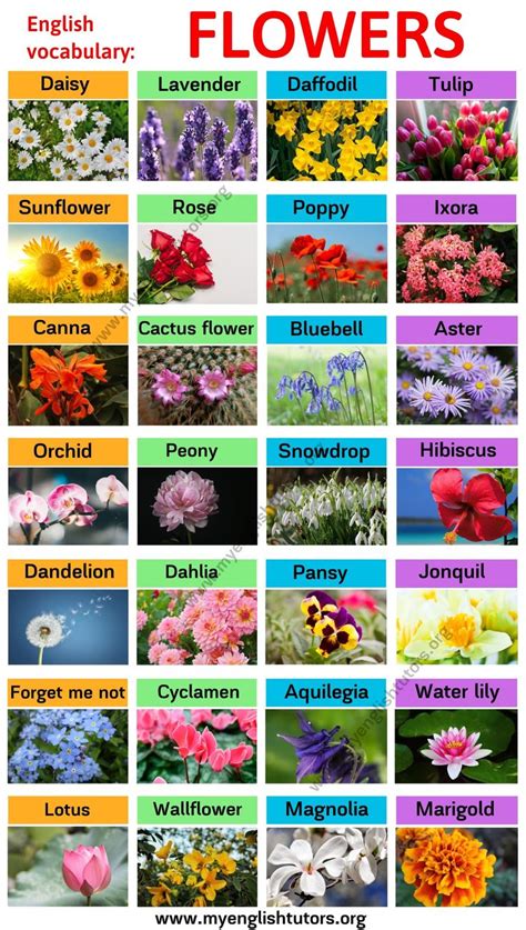 Types of Flowers: Learn Different Flower Names with The Picture - My English Tutors | Flower ...