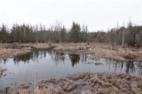 Cannington, Ontario: March 31, 2020 | Miles Hearn