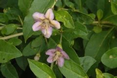 Chinese wolfberry facts and health benefits