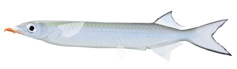 Snubnose Garfish - Arrhamphus Sclerolepis | Marinewise