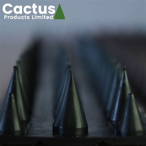 Cactus Fence Wall Spikes Pack of 40 : Cat Deterrent Spikes | Cactus Product