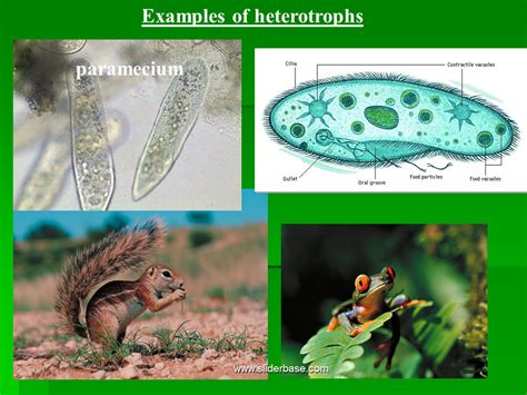 More heterotrophs…. Слайд 13 Obviously, a _ . heterotroph! Слайд 14 Are ...