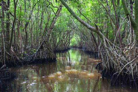 USA, Florida, Everglades National Park, Everglades City, mangrove. - Stock Photo - Dissolve