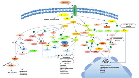 The Overview of Chemokine-CUSABIO