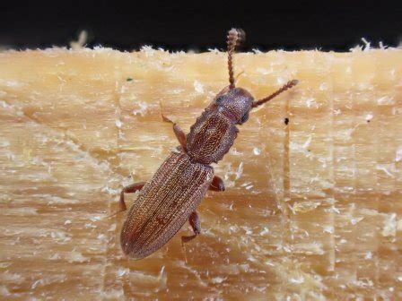 Sawtoothed Grain Beetle: Identification, Life Cycle, Damage, Treatment, FAQs