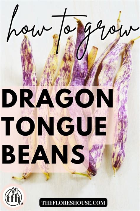 The Dragon’s Tongue Bean: A Guide to Growing, Cooking, and Storing