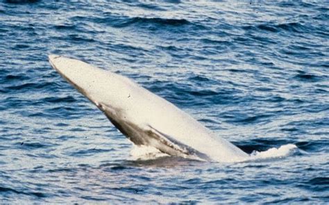 Omura’s whale was only recently classified as their own species. There ...