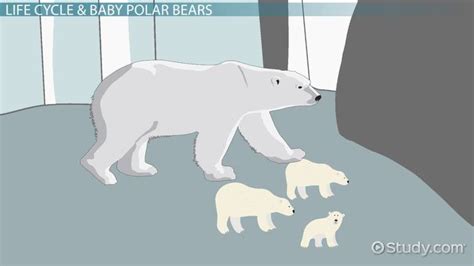 polar bear life cycle video - Elenor Carnahan